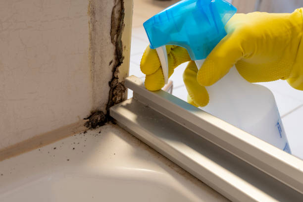 Best Fast Mold Removal  in Whidbey Island Station, WA
