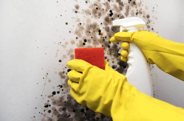Best Commercial Mold Removal  in Whidbey Island Station, WA