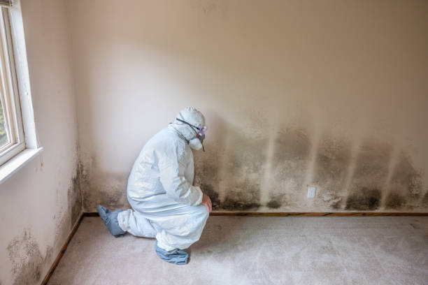 Best Same-Day Mold Removal  in Whidbey Island Station, WA