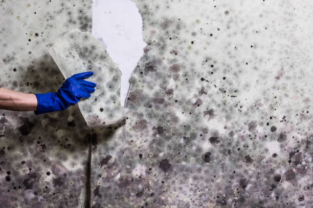 Best Mold Removal Company Near Me  in Whidbey Island Station, WA